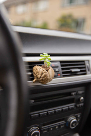 Acorn - Cardening Mini Planter Car Accessory
