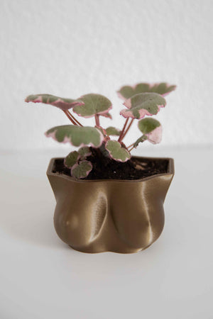 Cup C Boobs - Boobie Planter