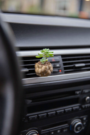 Eurybia - Cardening Mini Planter Car Accessory