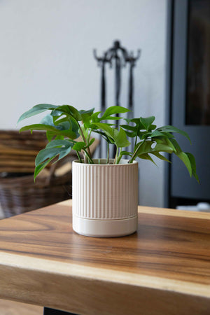 Lined - Planter